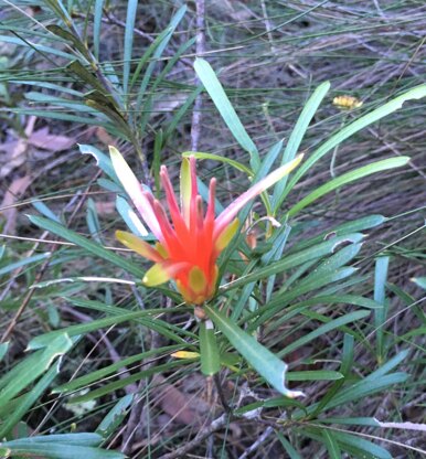 Tea Cosy with Mountain Devil Flower