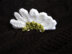 Daisy Brooch in Deramores Studio DK Acrylic - Downloadable PDF