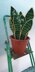 Big Sansevieria Snake Plant