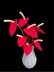 Anthurium flower