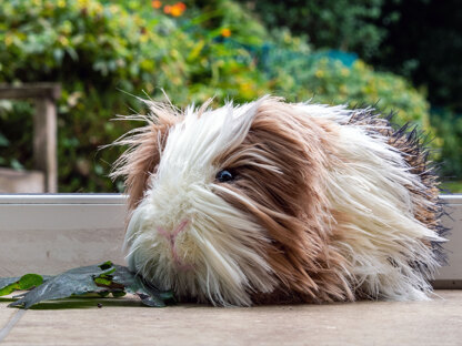 Grandson's Guinea Pig