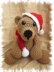 Sammy the Christmas Bear