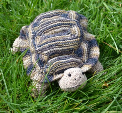 Tortoise