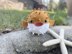 Bubbles the Puffer Fish