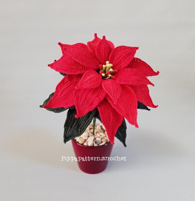 Poinsettia