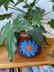 Granny Plant Pot Cover