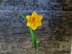 Daffodil long stem