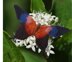 Amazonian butterflies