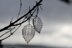 Leaf Earrings 706