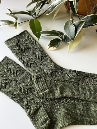 Hoya Socks