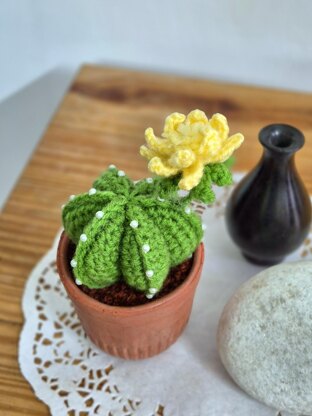 Cactus plant with flower