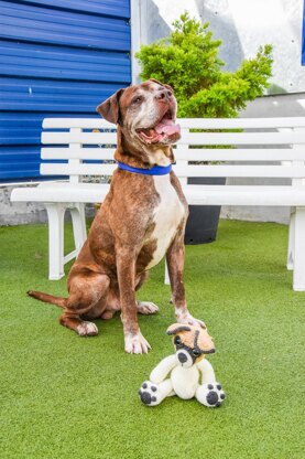 Buster the Dog for Battersea