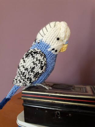 Sparky the Budgie parakeet