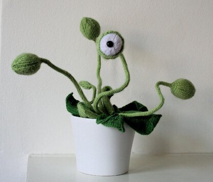 Cyclops Pot Plant