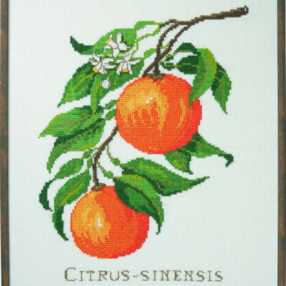 Permin Citrus-Senensis Cross Stitch Kit - 29 x 39 cm