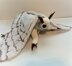 Silkie (Silk Moth)