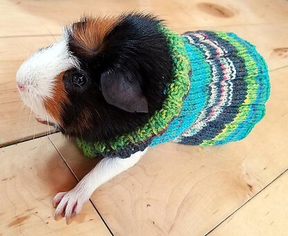 Easy Knit Guinea Pig Sweater