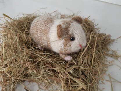 Guinea pig