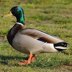 My Pet Mallard Duck