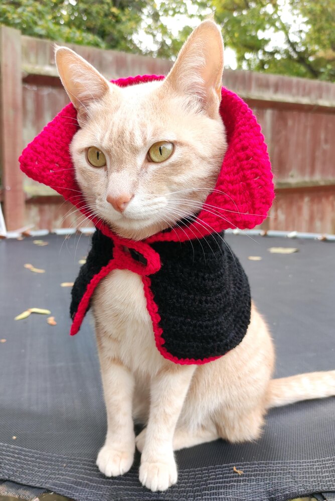 Halloween pet costume cat dog cape pattern Crochet pattern by Ivy Lo LoveCrafts