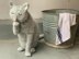 The Scullery Cat
