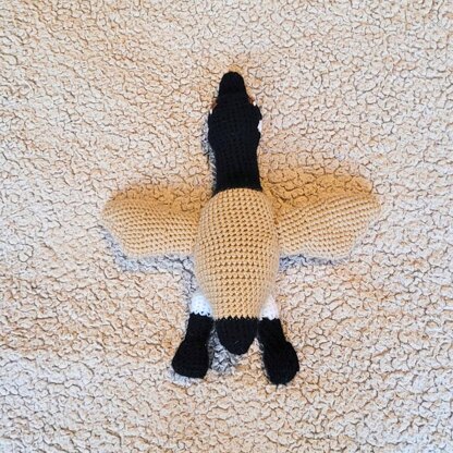 Canadian goose