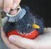 Felted Woolly Birds