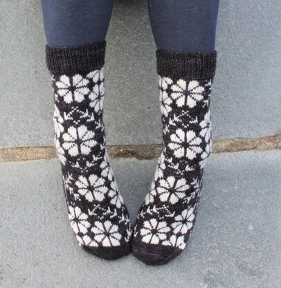 Phlox Socks