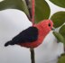 Tanagers