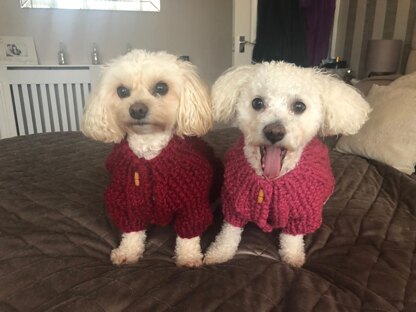 Winter dog coats