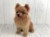Pomeranian dog crochet