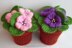 189 Violets flowers in Pots
