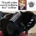 Nauti Cats Need Collars, Too