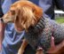 Lena's Cozy Brioche Miniature Dachshund Dog Sweater