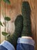 Philodendron Socks