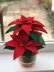 Crochet Poinsettia Pattern