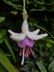 Knitted Fuchsia