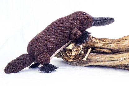 Australian Platypus