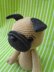 Pug