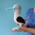 Bob The Blue-footed Booby Bird