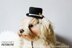 Wedding top hat for dog