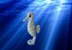 Seahorse