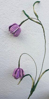 Fritillaria Bell Flowers