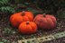 Pumpkin in Deramores Studio Chunky - Downloadable PDF