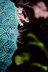 Rosemarie's Garden Shawl