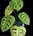 Monstera  Swiss Cheese plant