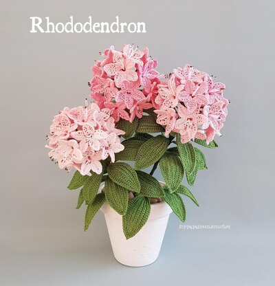 Rhododendron