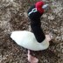 Knitted Black Necked Swan