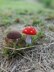 Crochet mushrooms Red Amanita and Shitake, for making key ring, car charm, toys, baby mobile