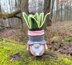 Gnome succulent (sansevieria)